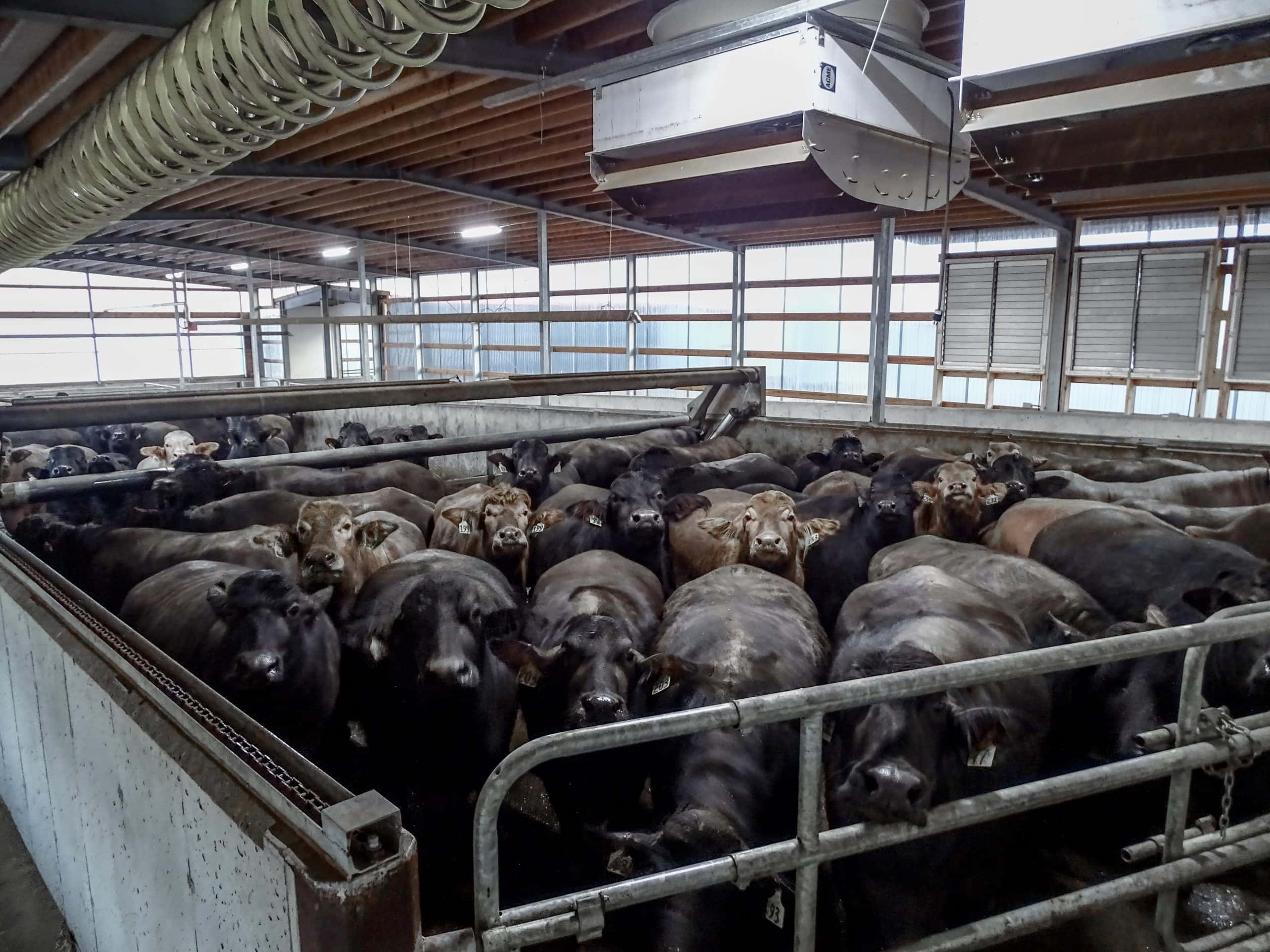 Herd of water buffalo gathered inside a barn at Kampkreek Dairies