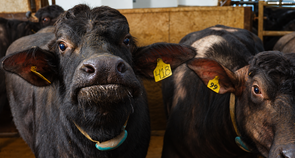 curious water buffalo FAQ