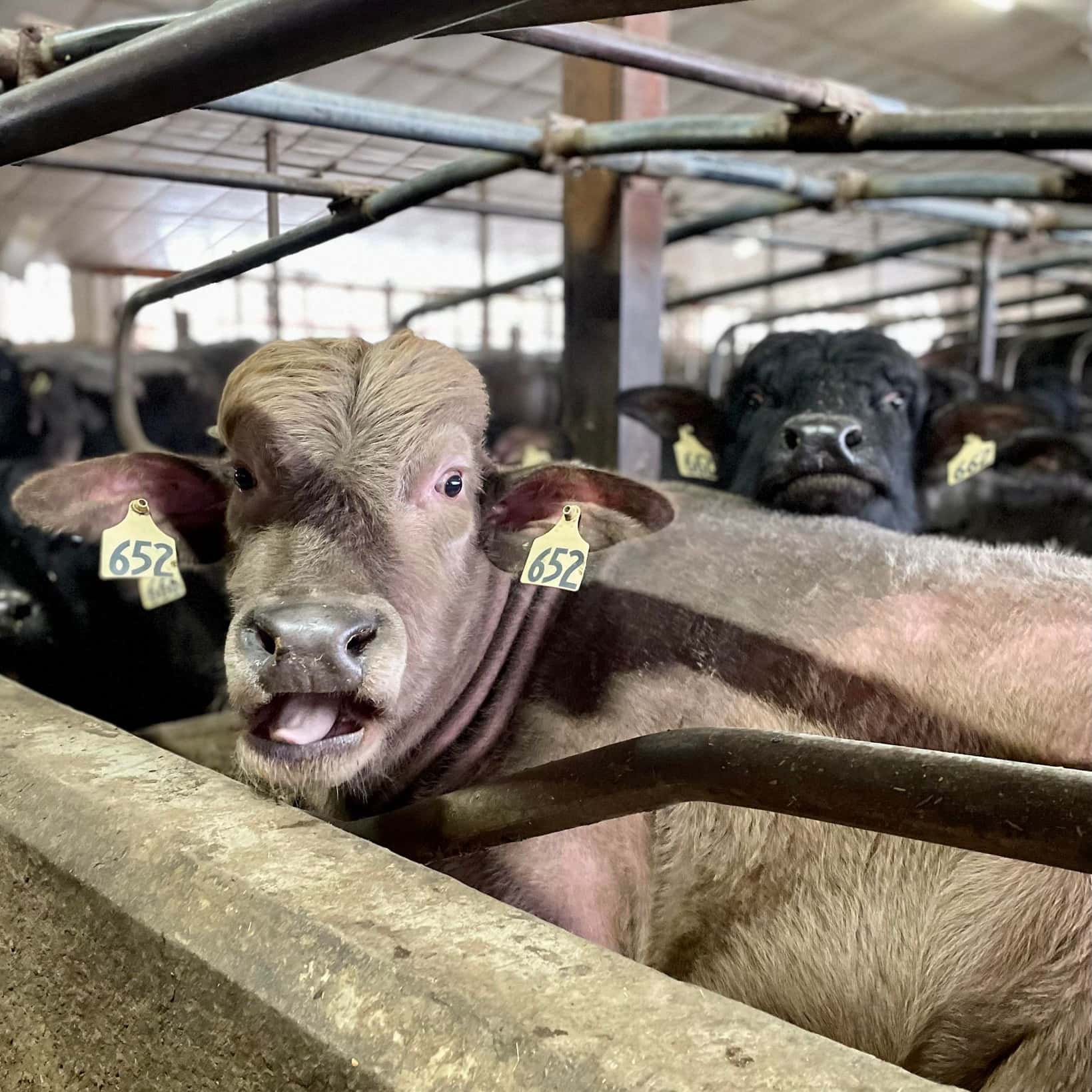Water buffalo resting and contently chewing their food
