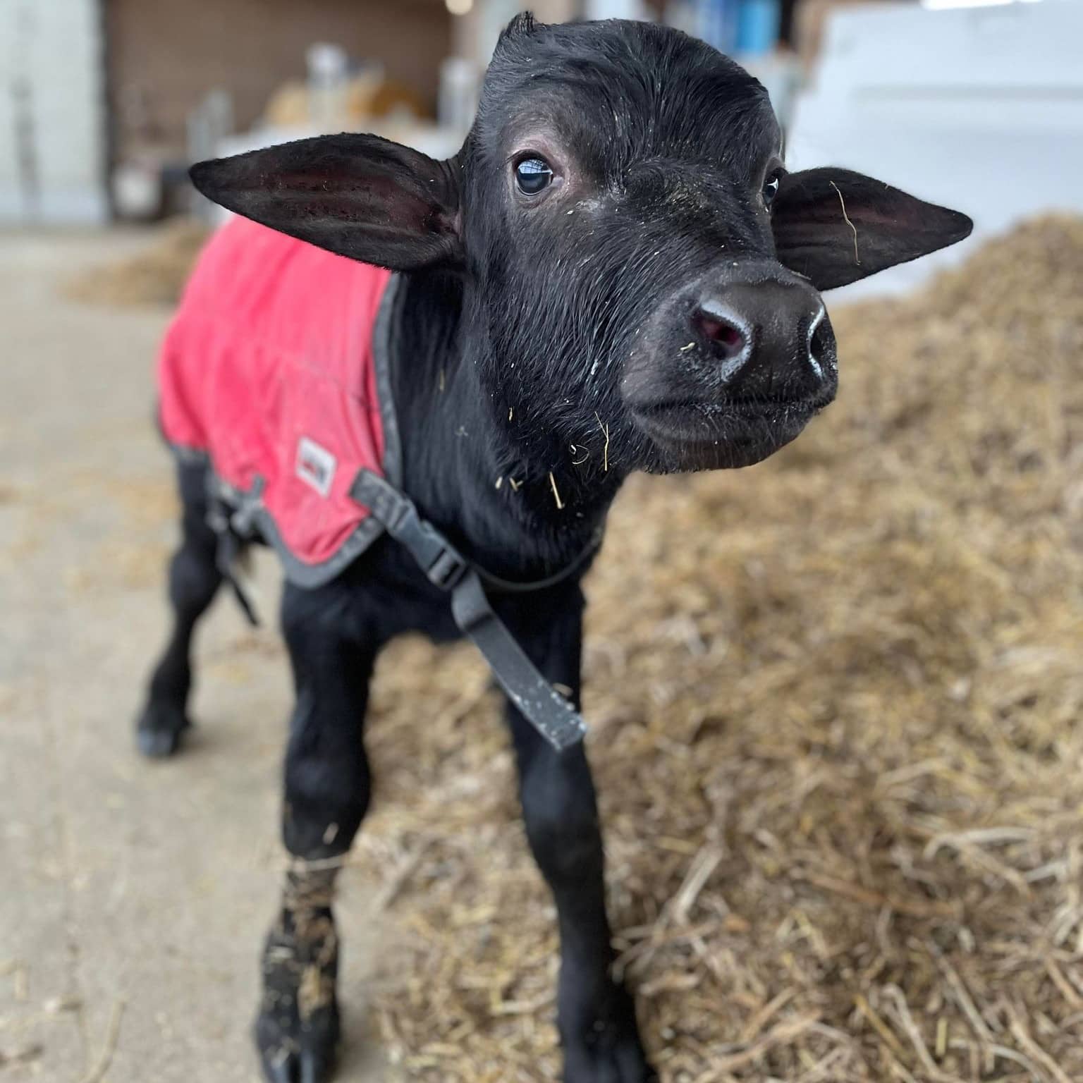 Adorable water buffalo calf wearing a red jacket